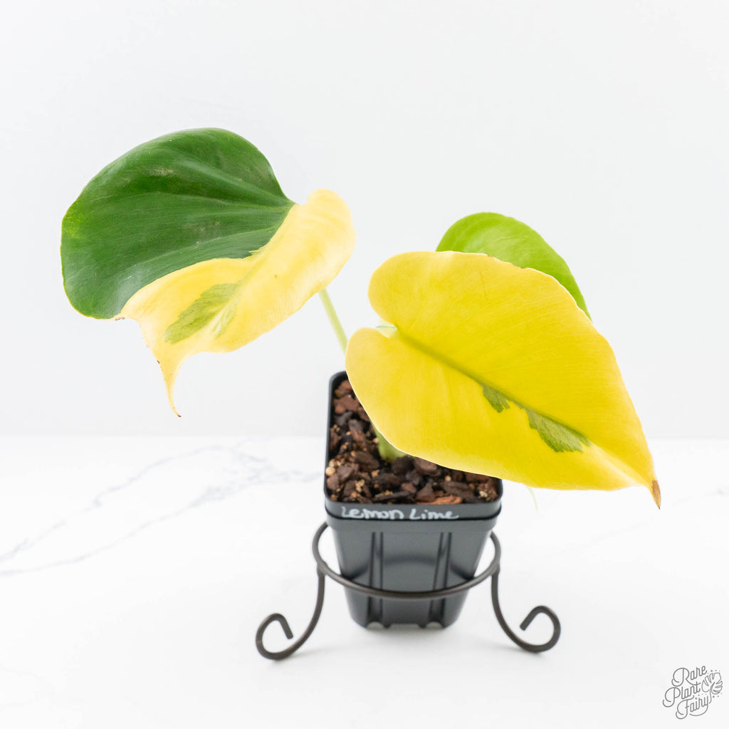 monstera deliciosa liebmann Monstera Deliciosa 'Light Lime' (Large Form) (wk23-UD) – Rare Plant Fairy