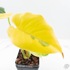 Monstera Deliciosa 'Light Lime' (Large Form) (wk23-UD)