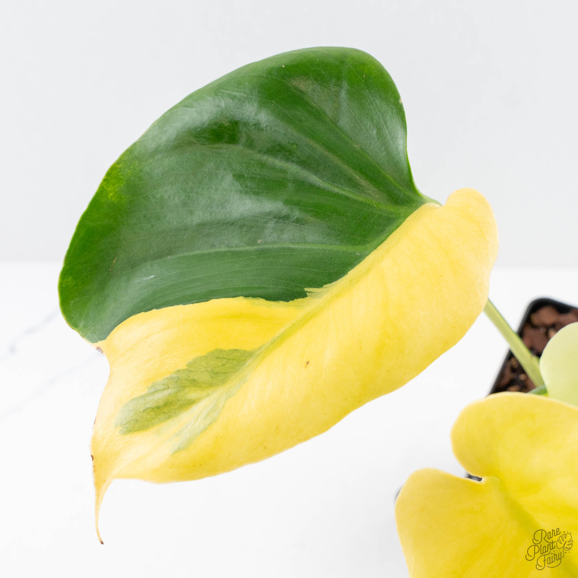 monstera lime surprise Monstera Deliciosa 'Light Lime' (Large Form) (wk23-UD) – Rare Plant Fairy