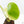Monstera Deliciosa 'Light Lime' (Large Form) (wk23-UD)