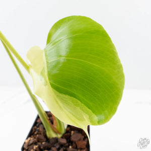 Monstera Deliciosa 'Light Lime' (Large Form) (wk23-UD)