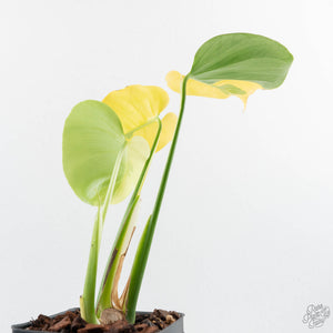 Monstera Deliciosa 'Light Lime' (Large Form) (wk23-UD)