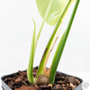 Monstera Deliciosa 'Light Lime' (Large Form) (wk23-UD)