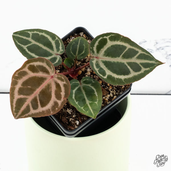 Anthurium Michelle Hot Pink '23' x Zara '14' by DocBlock