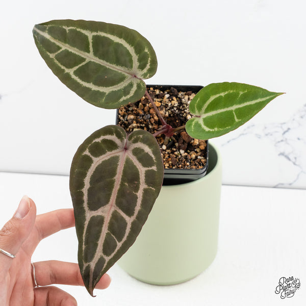 Anthurium Purple Rain '27' x Red Velvet Cake '24' by DocBlock® *Grower's Choice*