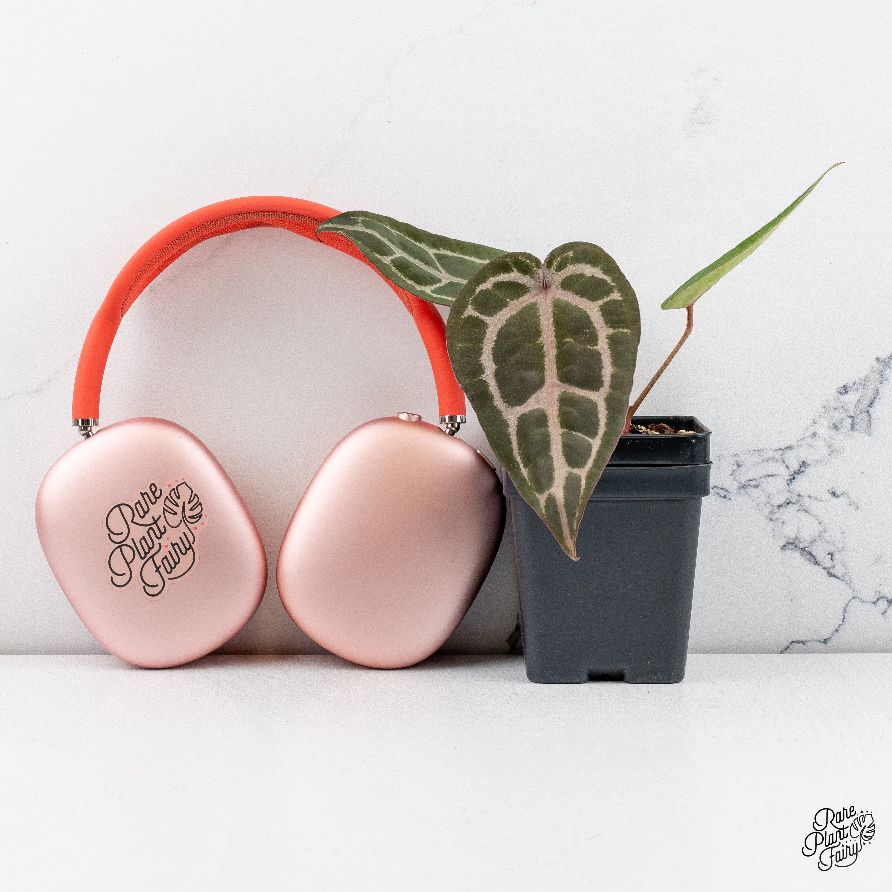 anthurium rain Anthurium Purple Rain '27' x Red Velvet Cake '24' by DocBlock *Grower's Choice*