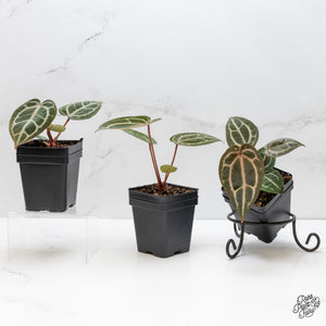 Anthurium Zara '29' Michelle DocBlock Zara) '28' *Grower's Choice*