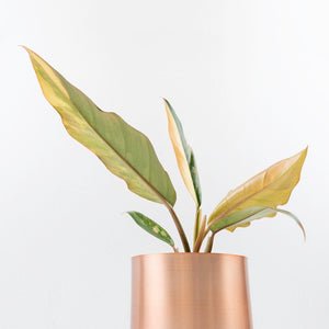Philodendron 'Caramel Marble' *Grower's Choice*