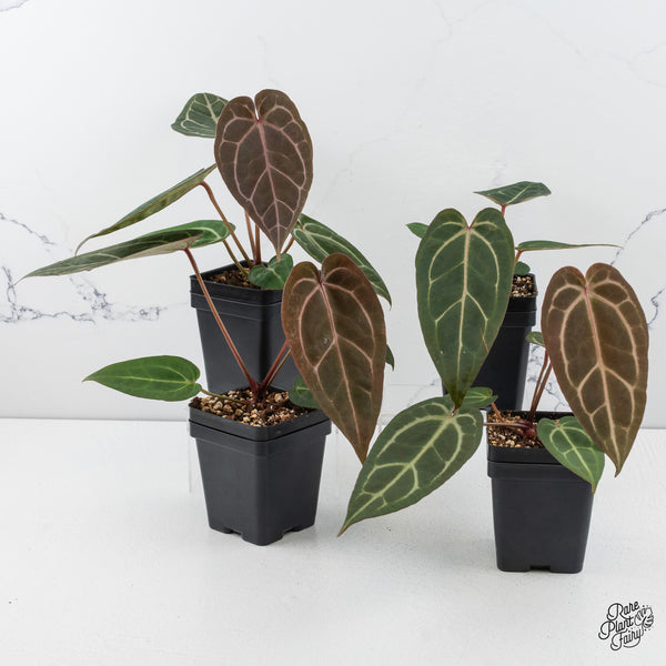 Anthurium Home, Sweet Home '32' x Dark & Handsome '9' by DocBlock® *Grower's choice*