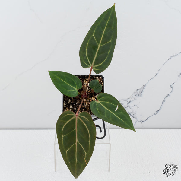 Anthurium Home, Sweet Home '32' x Dark & Handsome '9' by DocBlock® *Grower's choice*