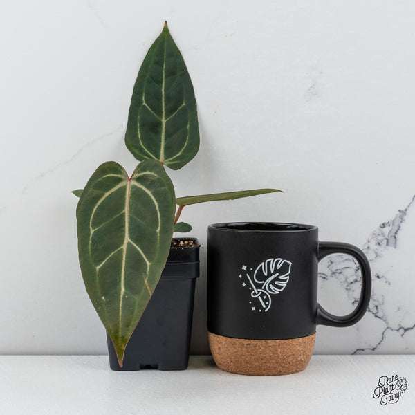 Anthurium Home, Sweet Home '32' x Dark & Handsome '9' by DocBlock® *Grower's choice*