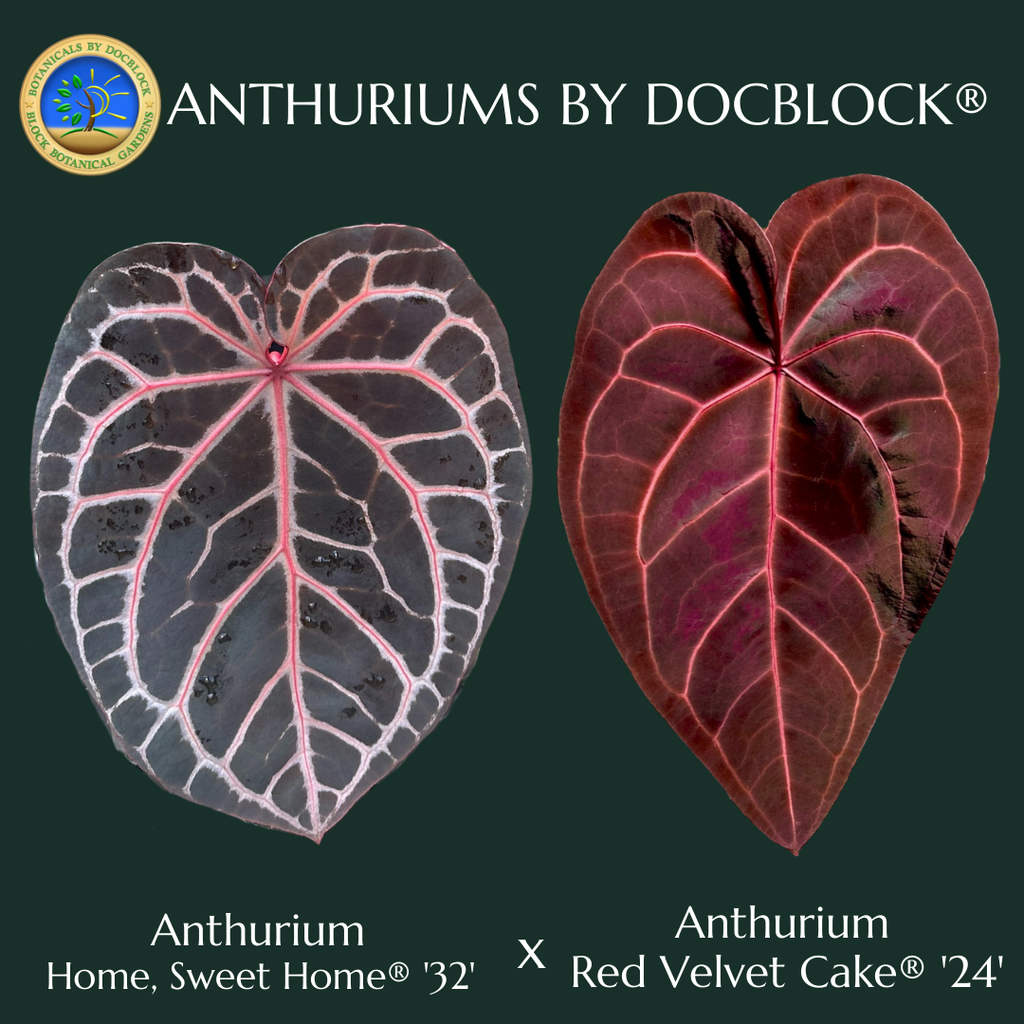 anthurium font Anthurium Home, Sweet Home '32' x Red Velvet Cake '24' by DocBlock *Grower's Choice*