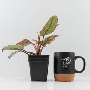 Philodendron 'Scarlet Princess' ('Red Anderson' Mutation) Variegated (wk34-L53)