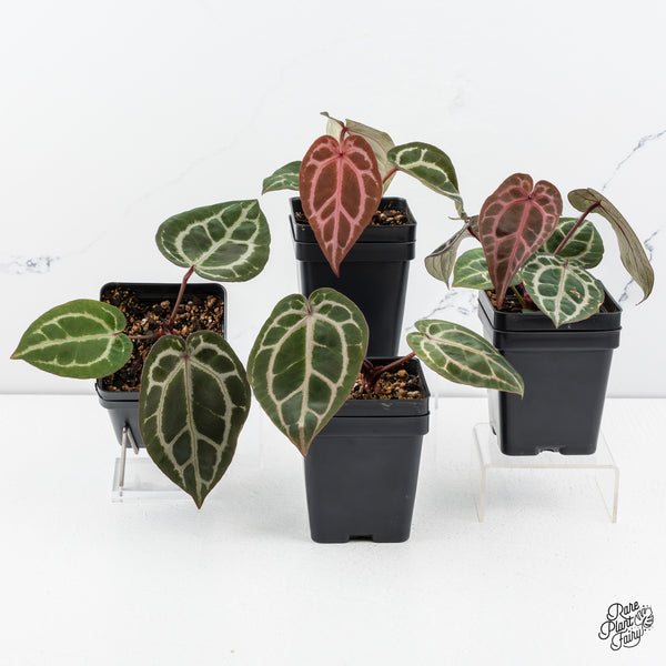 Anthurium Tortoise Shell Grey '36' x Crystal Red '12' by DocBlock® *Grower's Choice*
