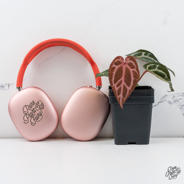 Anthurium Tortoise Shell Grey '36' x Crystal Red '12' by DocBlock® *Grower's Choice*