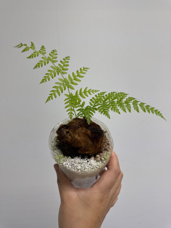 Cibotium barometz "Golden Chicken Fern" *Grower's choice*