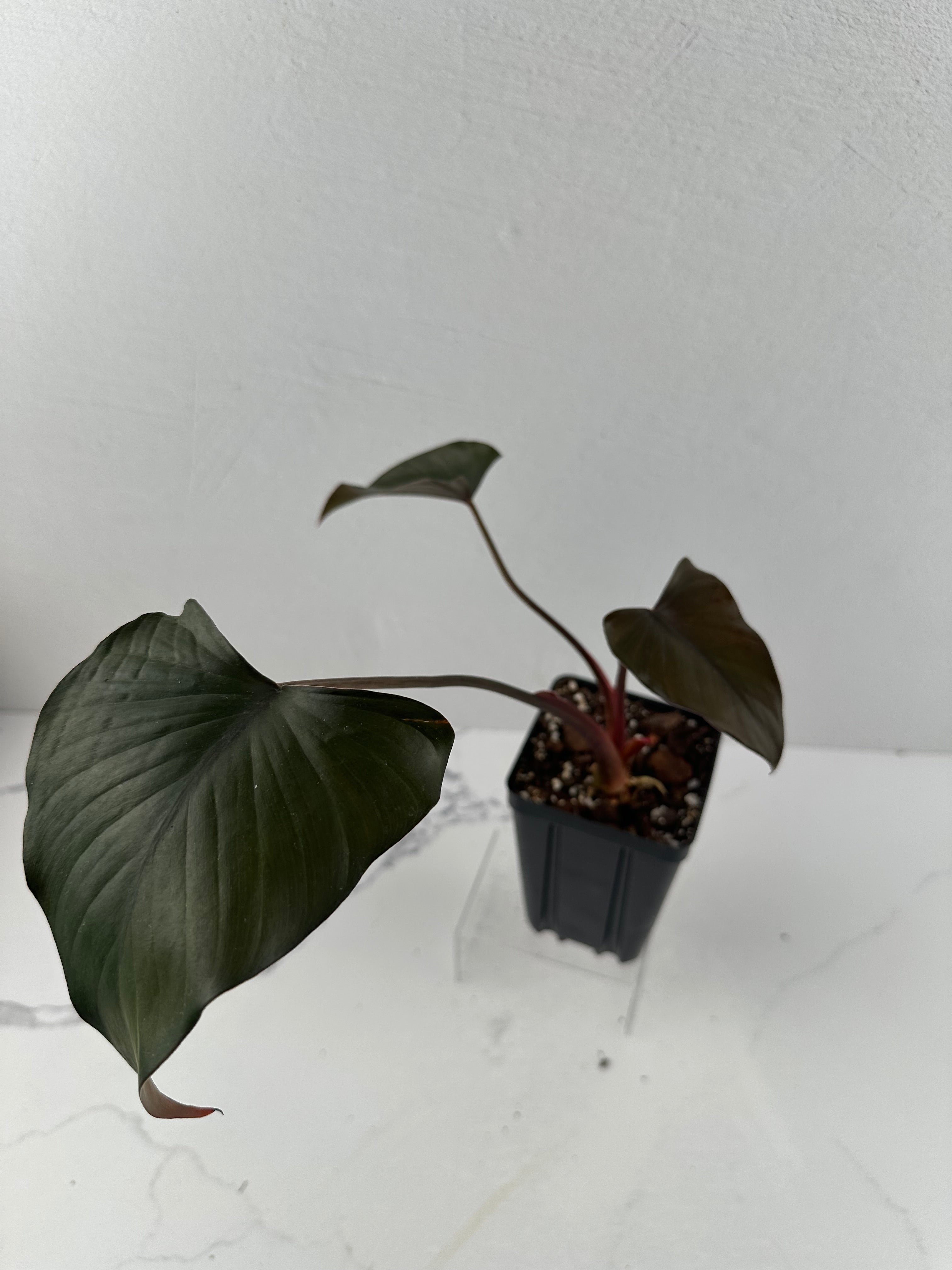 Homalomena – Rare Plant Fairy