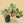 Ficus lyrata variegated (Variegated Fiddle Leaf Fig)