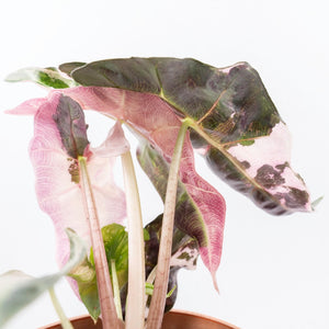 Alocasia 'Polly Pink Snowflake' variegated *Grower's Choice*