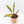 Philodendron 'Caramel Marble' *Grower's Choice*