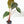 9028 Anthurium Red Velvet Cake ‘24’ x Zara ‘29’