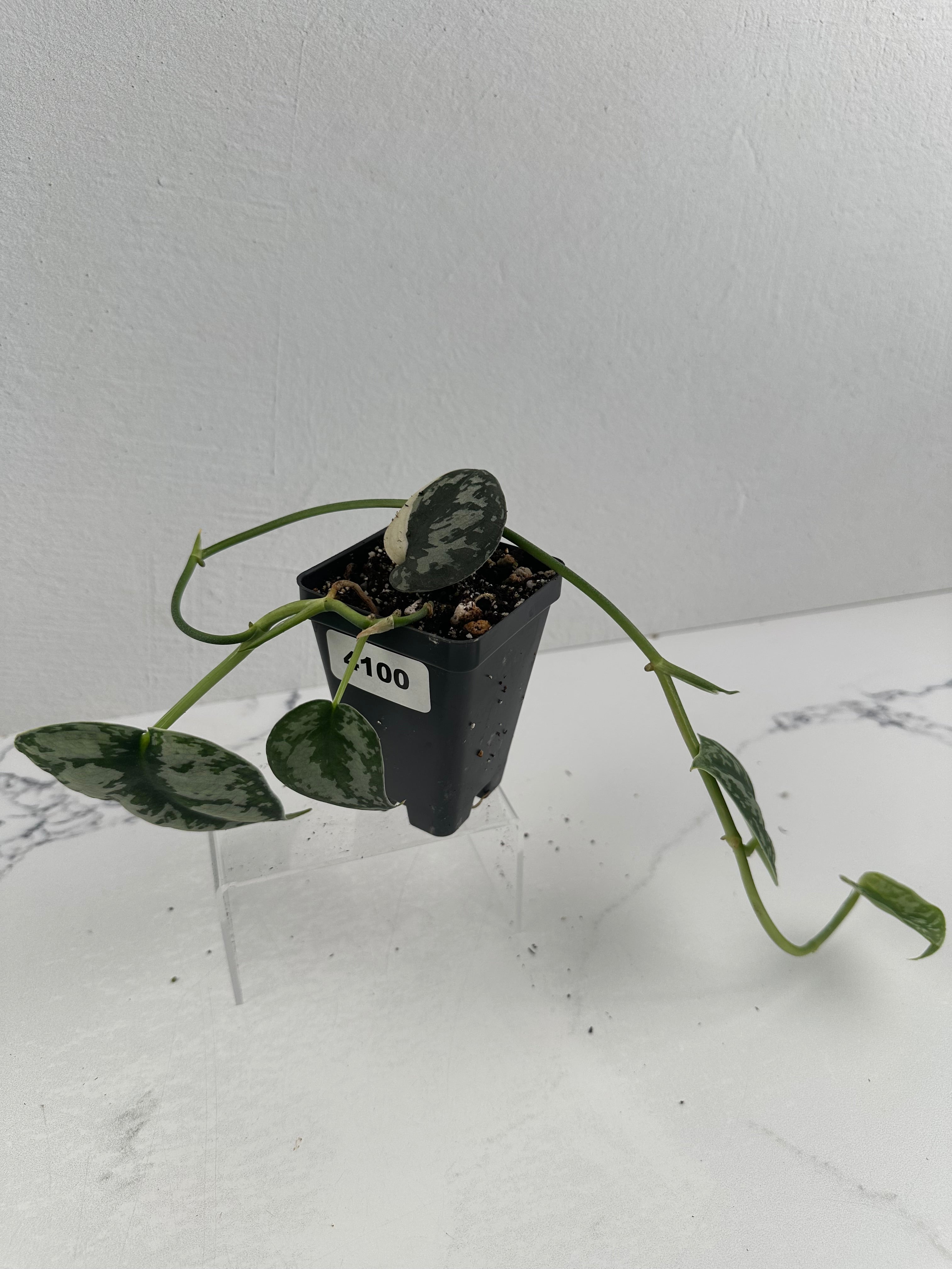 Scindapsus – Rare Plant Fairy