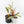 Philodendron 'Caramel Marble' *Grower's Choice*