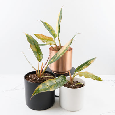 Philodendron 'Caramel Marble' *Grower's Choice*