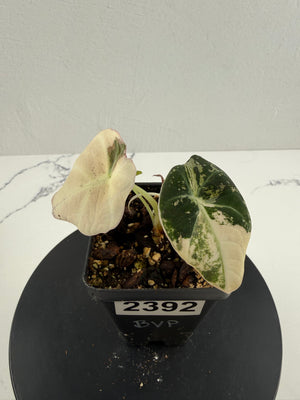 SC2392 Alocasia Black Velvet Pink Variegated