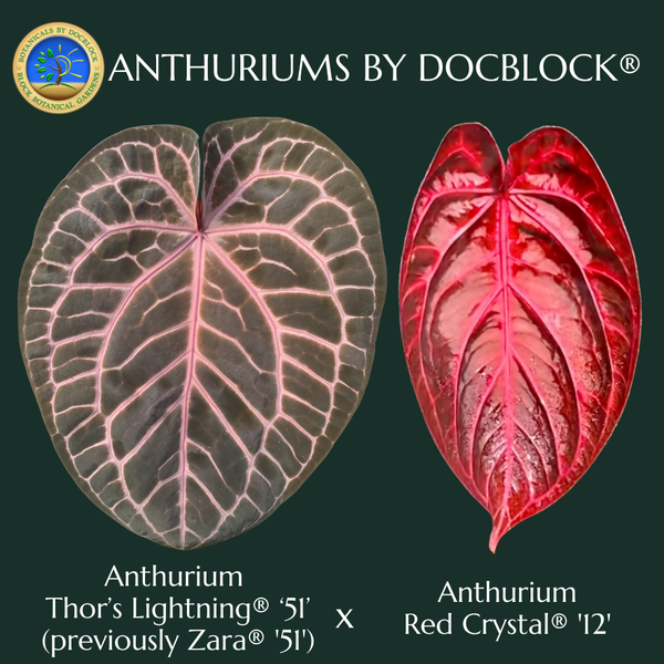 Anthurium Thor's Lightning '51' x  Red Crystal '12' by DocBlock® *Grower's choice*