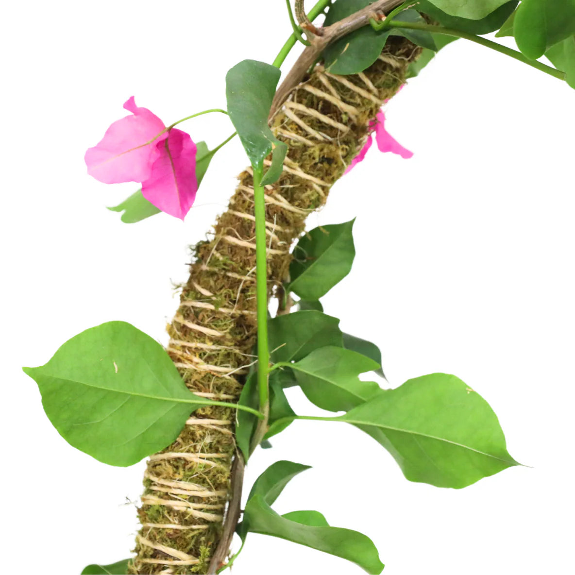 bendable moss pole for plants Mossify® Bendable Moss Pole™ THIN