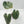 9040 Anthurium Thor’s Lightning ‘51’ x Red Crystal ‘12’
