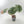 9041 Anthurium Thor’s Lightning ‘51’ x Red Crystal ‘12’