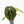 9043 Anthurium Tortoise Shell Grey ‘36’ x Black Widow ‘13’