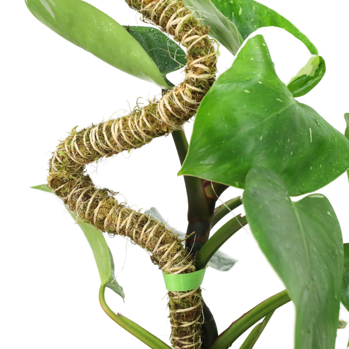 bendable moss pole for plants Mossify® Bendable Moss Pole™ THIN