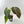 9051 Anthurium Red Velvet Cake '24' x Home, Sweet Home '32'