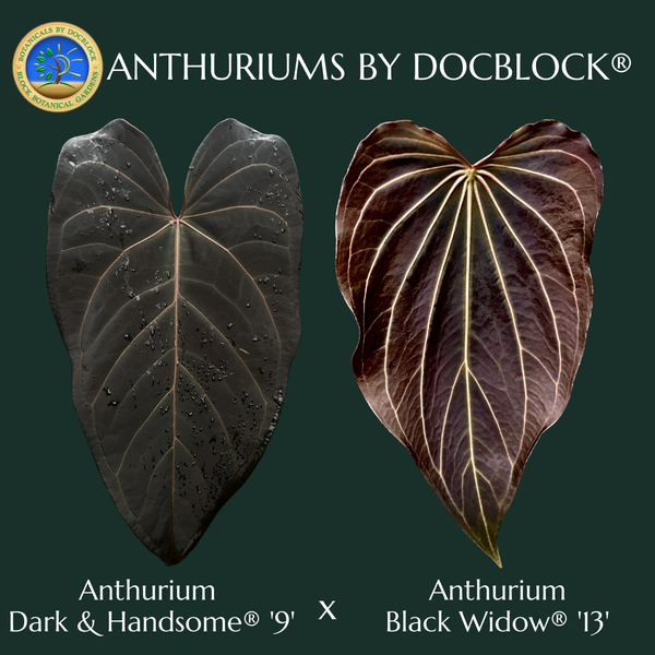 Anthurium Dark and Handsome '9' x Black Widow '13' by DocBlock® (wk45-E)