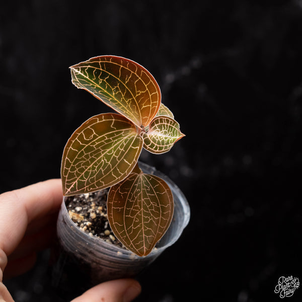 A.ThickandLargeLeaves2_grande.