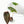 9018 Anthurium Red Velvet Cake ‘24’ × Home, Sweet Home