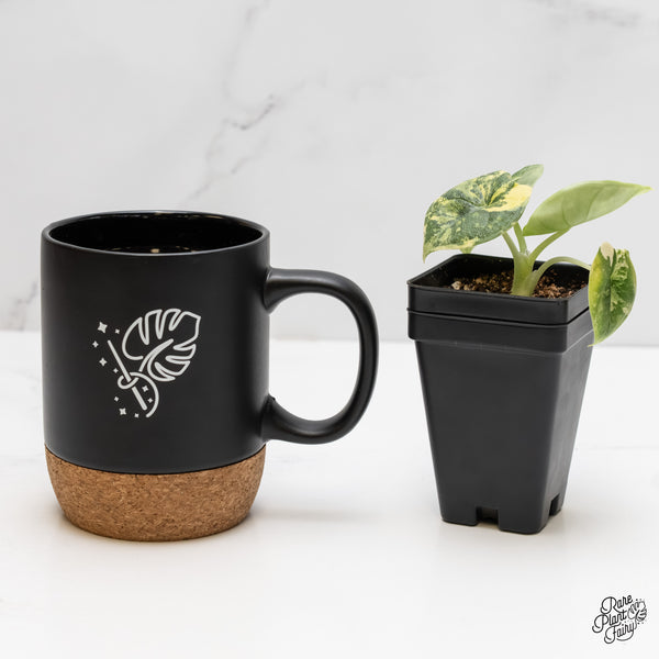 Alocasia Melo Tricolor Variegated (wk5-F)