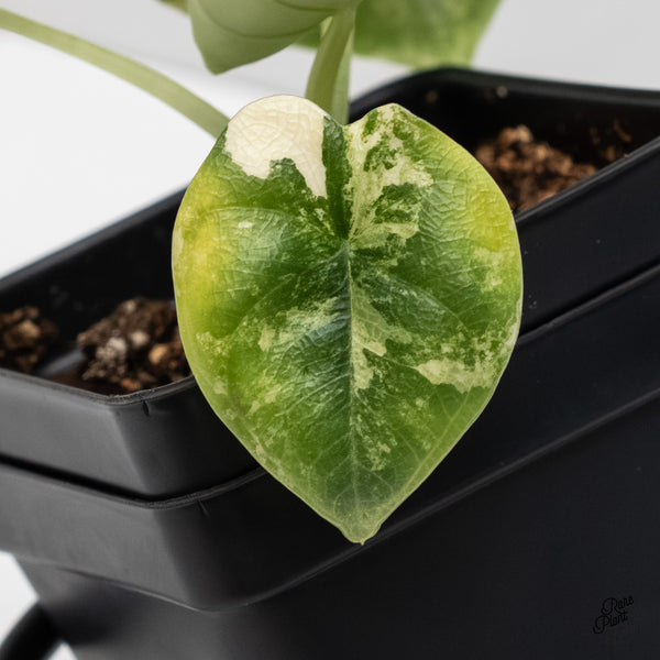 Alocasia Melo Tricolor Variegated (wk5-F)