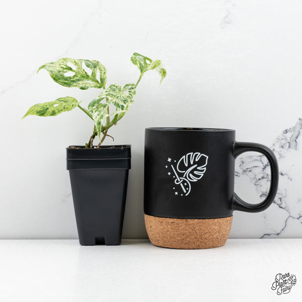 Monstera Adansonii Mint Double Mutation *Growers Choice*