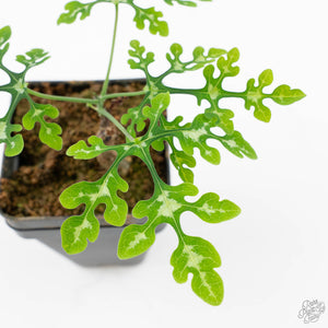 Adenia Perrieri (wk25-UK)