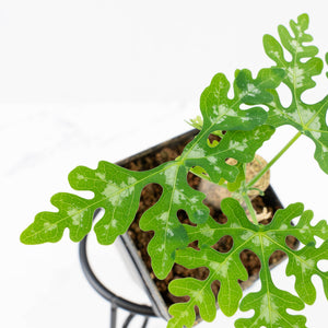 Adenia Perrieri (wk30-Z)