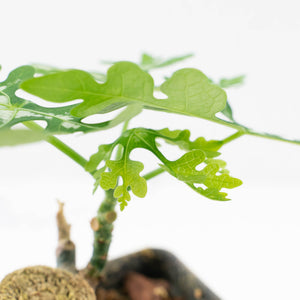 Adenia Perrieri (wk30-Z)
