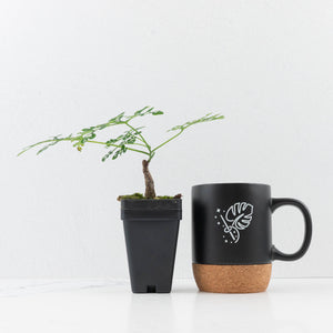 Adenia Perrieri (wk36-L221)