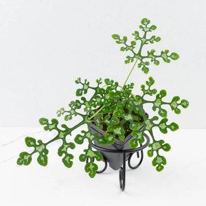 Adenia Perrieri (wk36-L221)