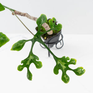 Adenia Perrieri (wk36-L222)