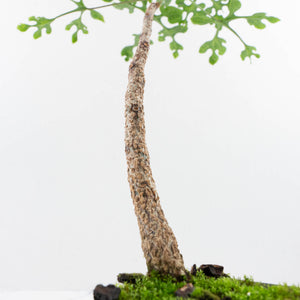 Adenia Perrieri (wk36-L222)