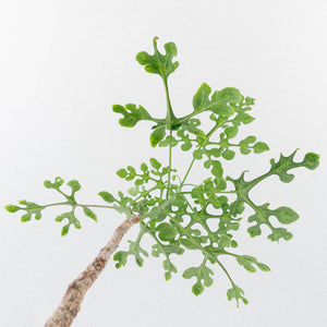 Adenia Perrieri (wk36-L222)